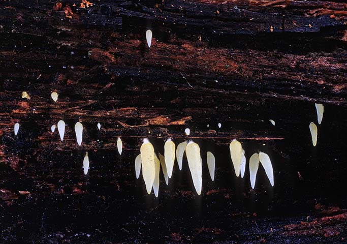 Mucronella fusiformis